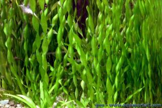 Vallisneria corkscrew (spiralis tortifolia) en aquarium