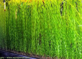 Plusieurs Vallisneria spiralis tortifolia