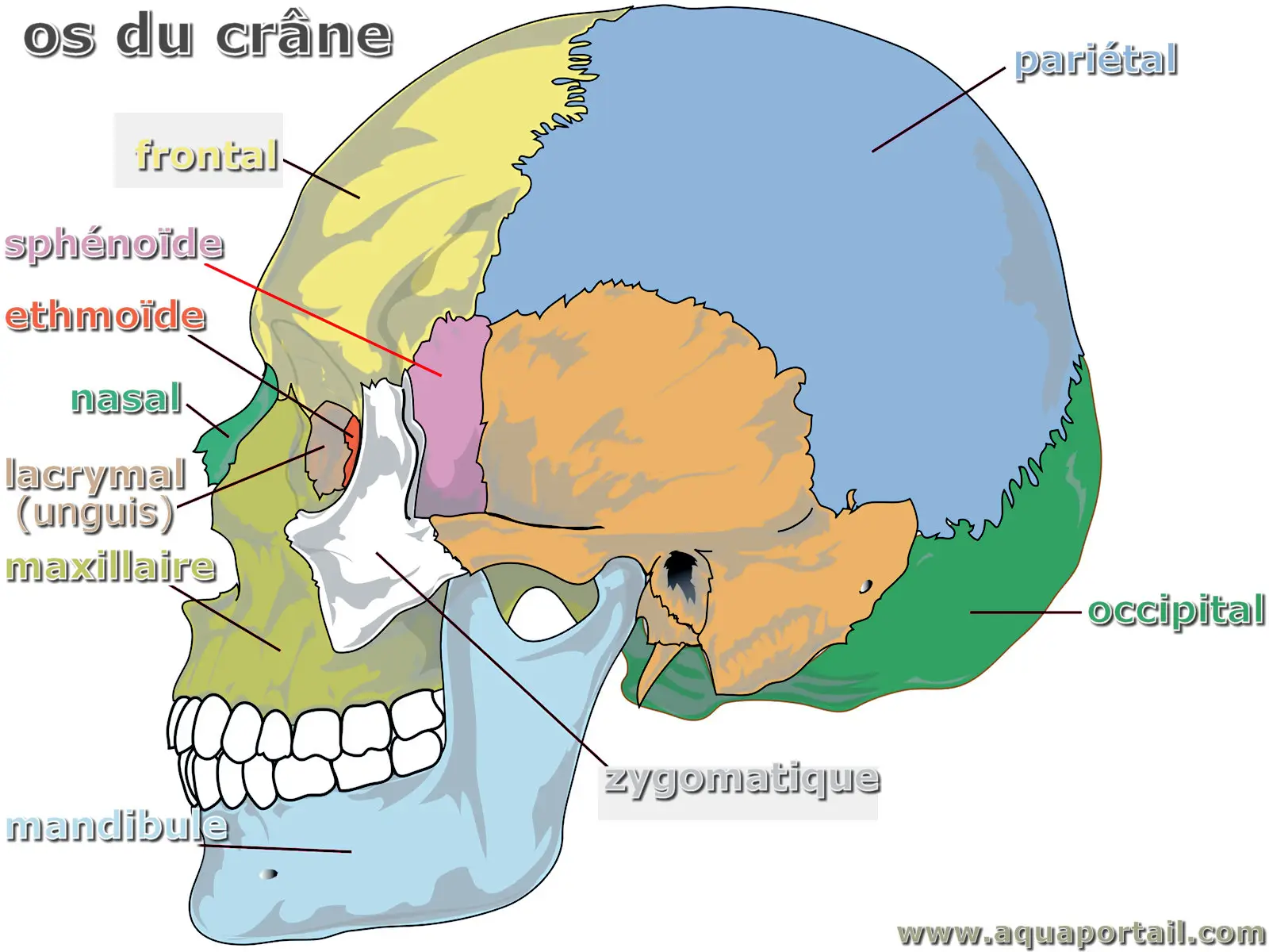 Os Pari tal D finition Et Explications