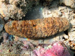 Actinopyga (espce Actinopyga echinites)