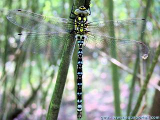 Aeshna (espce Aeshna cyanea)