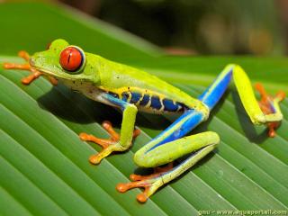 Agalychnis callidryas
