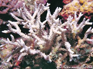 Anacropora (espce Anacropora forbesi)