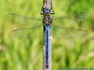 Anax (espce Anax imperator)