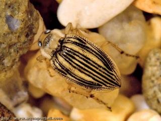 Brychius elevatus