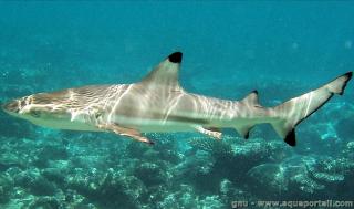 Carcharhinus (espèce Carcharhinus melanopterus)