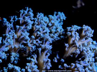 Cespitularia (especie Cespitularia coerula Blue)