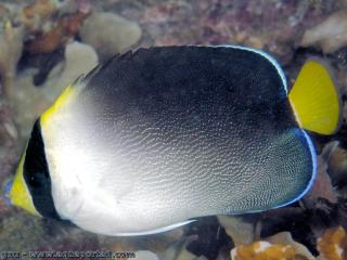 Chaetodontoplus (espce Chaetodontoplus mesoleucus)