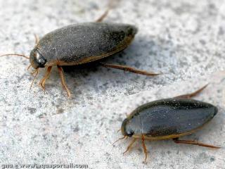 Colymbetes fuscus