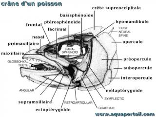 Dtails de crne d'un poisson