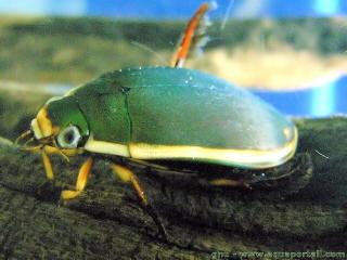 Cybister (especie Cybister japonicus)