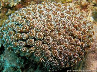 Galaxea (espce Galaxea fascicularis)
