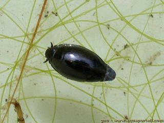 Gyrinus (espce Gyrinus japonicus)