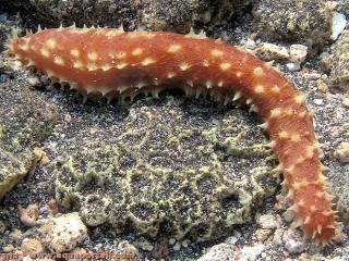 Holothuria (espce Holothuria hilla)