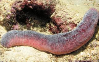 Holothuriidae (especie Holothuria edulis)