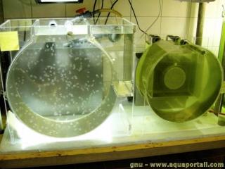 Kreisel: levage de mduses ou poissons comme les hippocampes