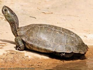 Mauremys (espce Mauremys leprosa)