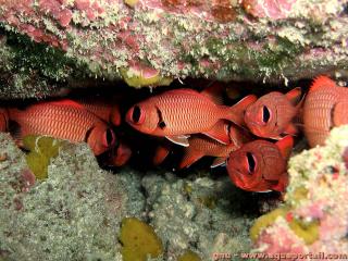 Myripristis (espce Myripristis murdjan)