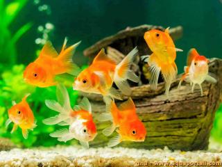Comment nourrir un poisson rouge?