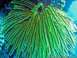 Oxycomanthus (espèce Oxycomanthus bennetti)