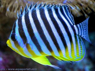 Paracentropyge multifasciata