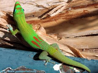 Phelsuma (espce Phelsuma laticauda)