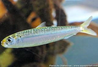 L'allache sardinelle Sardinella aurita