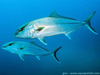 Seriola (espce Seriola dumerili)