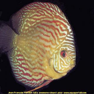 Symphysodon discus Tf