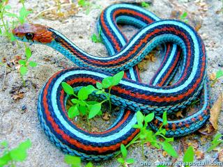 Thamnophis (espce Thamnophis sirtalis tetrataenia)