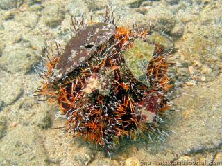 Tripneustes gratilla