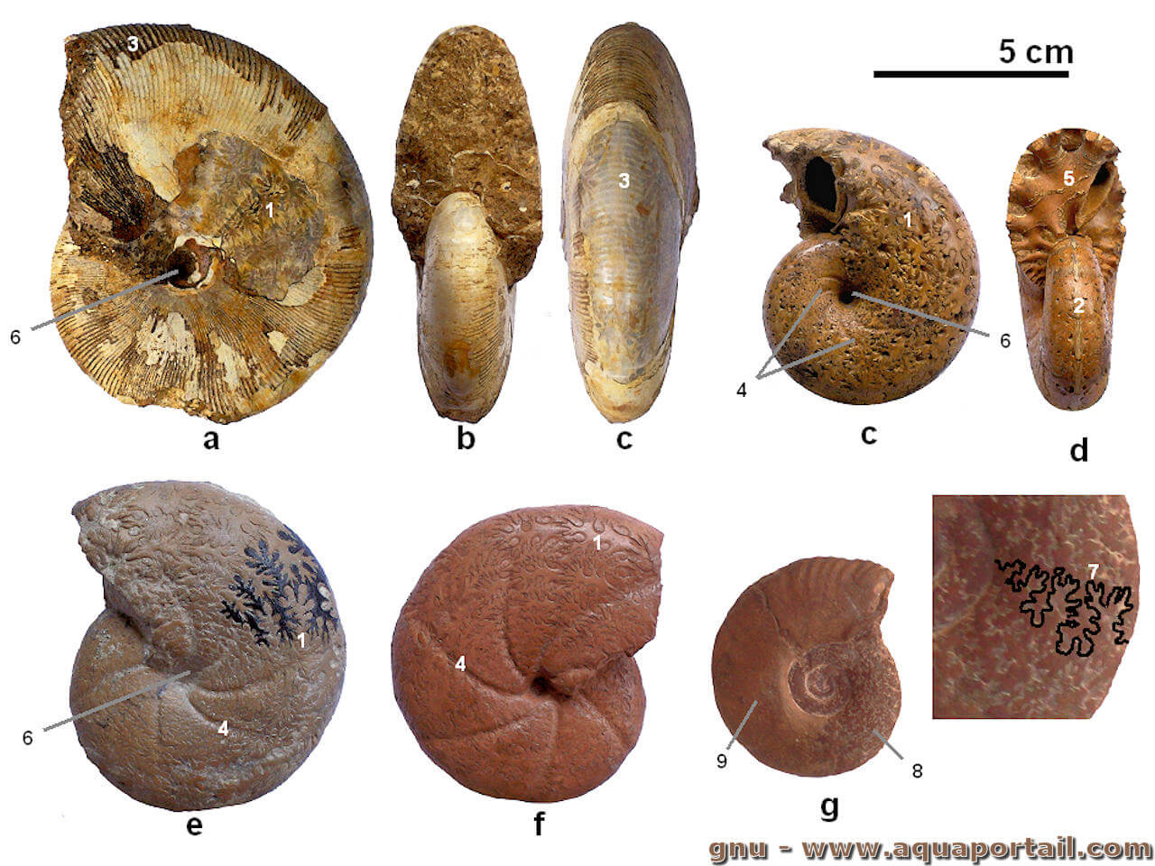 Biostratigraphie : définition et explications