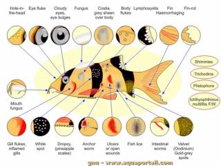 Les agents des maladies des poissons d'aquarium