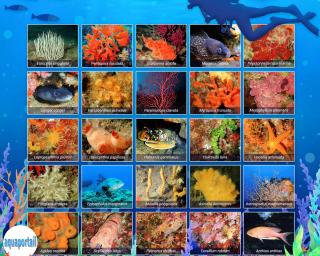 La mer Mditerrane: toujours une belle biodiversit