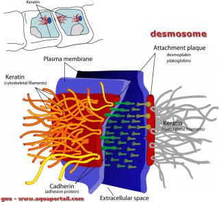 desmosome