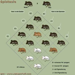 Une pistasie (exemple avec les souris)