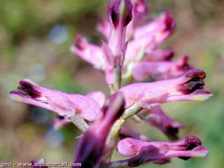 L'acide fumarique est extrait de la plante Fumaria officinalis