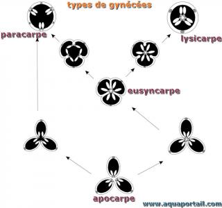 syncarpe