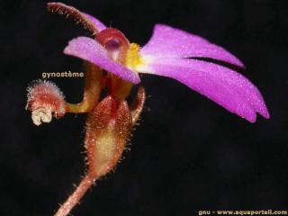 gynostme