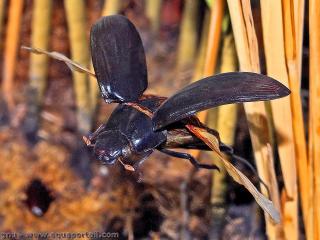 Hydrophilus piceus