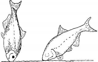 Le got chez les poissons