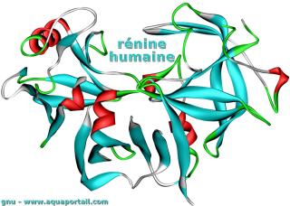 Rine humaine (molcule)