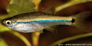 Femelle Tanichthys kuehnei