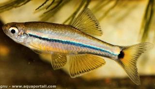 Tanichthys kuehnei, nouvelle espce