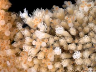 Gonozodes (avec gastrozodes et dactylozodes) du cnidaire Hydractinia symbiolongicarpus