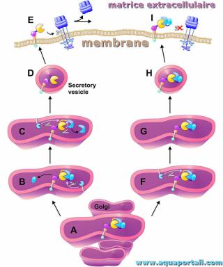Schma de l'activation d'une proenzyme