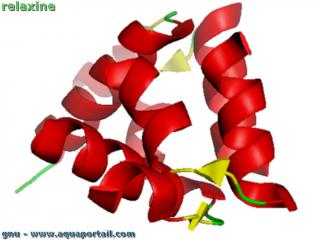 Relaxine (structure molcule 3D)