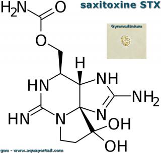 Structure saxitoxine (avec Gymnodinium)