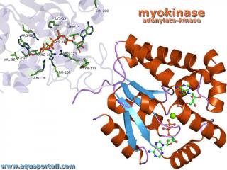 Myokinase : structure et squelette