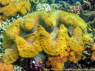 Un bnitier gant Tridacna gigas de couleur jaune